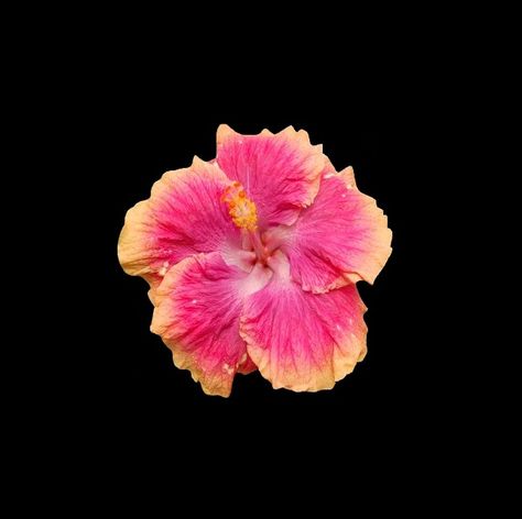 Hibiscus Flower, Black Background, A Black, Hibiscus, Pink, Black