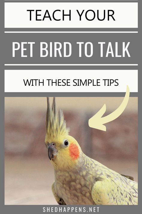 Cockatiel Care Tips, Pet Birds For Beginners, Cockatiel Training, Birds As Pets, Bird Training, Cockatiel Care, Ringneck Parrot, Best Pet Birds, Funny Bird Pictures