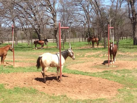 Patience pole. Great for colts. Great for all horses. Horse Patience Pole, Training A Horse, Horse Training Facility, Roping Arena Ideas, Horse Obstacles, Training Horses, Horse Farm Ideas, Stable Ideas, Horse Barn Designs