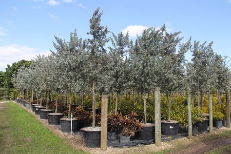 Conocarpus sericeus, (Silver buttonwood), Florida native tree or shrub. Available in tree or shrub form at Treeworldwholesale.com Silver Buttonwood, Tree Species, Unique Trees, Yard Ideas, Home N Decor, South Florida, Front Yard, Landscaping, Florida