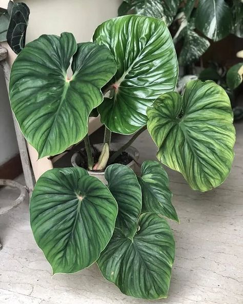 16 Best Large Leaf Philodendron Varieties | Balcony Garden Web Philodendron Pastazanum, Philodendron Plowmanii, Philodendron Varieties, Plant Goals, Philodendron Plant, Evergreen Plants, Plant Aesthetic, Pretty Plants, Rare Plants