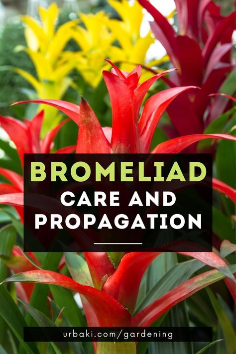 Learn how to care for a bromeliad plant and you will have a long-lasting unique houseplant that is low maintenance.Bromeliad plants provide an exotic touch to the home and bring a sense of the tropics and sun-kissed climates. Growing a bromeliad as a houseplant is easy and brings interesting texture and color to the interior garden.They are available in an astonishing array of colors and textures and mature in about one to three years. Bromeliads Care, How To Propagate Bromeliads, Bromeliad Indoor, How To Grow Bromeliads On Wood, Mounted Bromeliad, Guzmania Bromeliad, Inside Garden, Plant Information, Replant