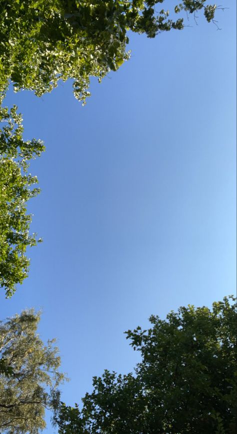 a blue sky with some trees in the corners Trees Aesthetic, Spring Vibes, Aesthetic Summer, Sky Aesthetic, Summer Vibes, Blue Sky, Sunnies, The Outsiders, Sound