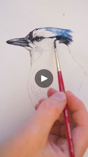 Watercolor Bluejay | Painted Wing | Painted Wing · Original audio Watercolor Bluejay, Urban Sketches, Watercolor Tutorial, Watercolor Painting Techniques, Watercolour Tutorials, Watercolor Animals, Blue Jay, Art Watercolor, Painting Techniques