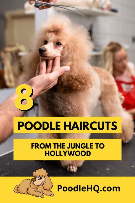 What comes to your mind when you think of poodles? If you’re thinking what we’re thinking, then most likely it’ll be their quirky haircuts. Poodles are not only diverse when it comes to their breeds and crossbreeds, but also their appearance too.Yes, you’ve probably seen many poodles that are stylish, flamboyant, and have their own identity. That’s the brilliant thing if you’re a poodle owner; you can choose to have it cut (or not) in certain styles Types Of Poodle Haircuts, Poodle Quotes Funny, Haircuts For Poodles, Standard Poodle Haircut Styles Winter, You Poodle Haircut, Poodle Miami Clip, Toy Poodle Grooming Styles, Short Poodle Haircut, Miniature Poodle Cuts