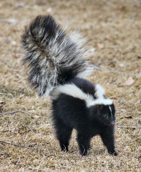 Skunk Free Stock Photo - Public Domain Pictures Skunk Repellent, Skunk Removal, Getting Rid Of Skunks, Skunk Spray, Striped Skunk, Skunk Smell, Baby Skunks, Old Farmers Almanac, Abbott And Costello