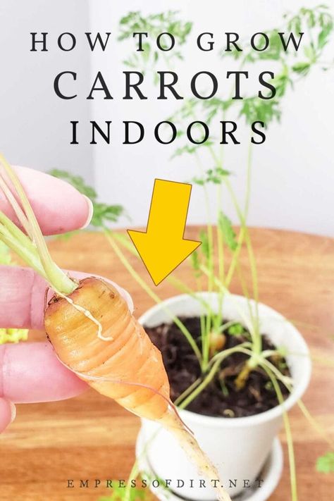 Carrots growing in a flower pot indoors. Growing Carrots From Seed, Carrot Seedlings, Grow Carrots, Food Growing, Growing Carrots, Indoor Vegetables, Windowsill Garden, Growing Veggies, Carrot Seeds