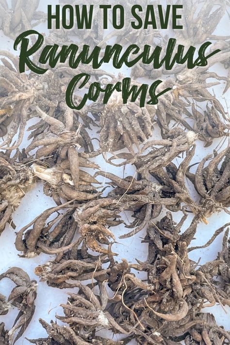 Learn how to save and store ranunculus corms for next season! I'll show you how to dig them up, clean them and store them so they don't rot! How To Store Ranunculus Corms, Planting Ranunculus Bulbs, How To Grow Ranunculus, Growing Ranunculus Flowers, Abundant Garden, Garden 101, Ranunculus Garden, Pea Trellis, Bulb Garden