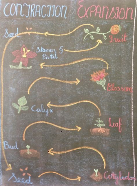 Class 5 Botany (Waldorf) - contraction and expansion of the plant cycle Waldorf Botany Chalkboard, Waldorf Grade 5 Botany, Botany Waldorf, Waldorf Botany, Plant Cycle, Botany Lessons, Steiner Waldorf Education, Waldorf Learning, Chalkboard Drawing