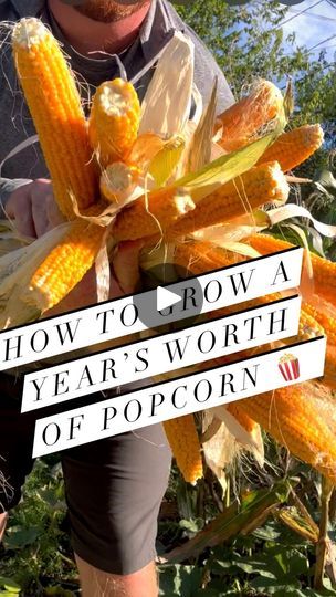 Suburban Homesteading, Growing Corn, Spring Crops, Sweet Cravings, Living Off The Land, Backyard Farming, Garden Containers, Creative Gardening, Organic Seeds