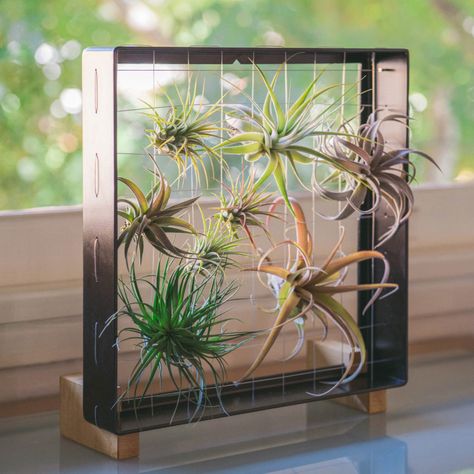 Air Plant Garden, Air Plants Decor, Air Plants Care, Unanswered Questions, Air Plant Display, Plant Display, Air Plant Holder, Vertical Garden, Plant Holders