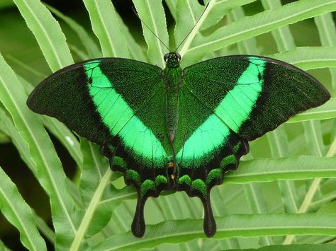 Emerald swallowtail butterfly by Nicola Williscroft, via Flickr Emerald Swallowtail, Emerald Swallowtail Butterfly, Cassie Sandsmark, Chester Zoo, Beautiful Butterfly Photography, Swallowtail Butterfly, Green Butterfly, Butterfly Pictures, Butterfly Tattoo