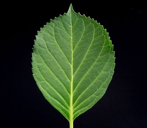 Hydrangea leaf Hydrangea Leaf, Leaf Photo, Hydrangea Leaves, Hydrangea Macrophylla, Flower Inspiration, Hydrangea, Paper Flowers, Plant Leaves, Tattoos