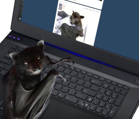 When bats Pinterest . . . . Bat Reaction Pic, Bat Twitter Header, Bat Aesthetic, Bat Icon, Bat Species, Bat Animal, Fruit Bat, Baby Bats, Cute Bat