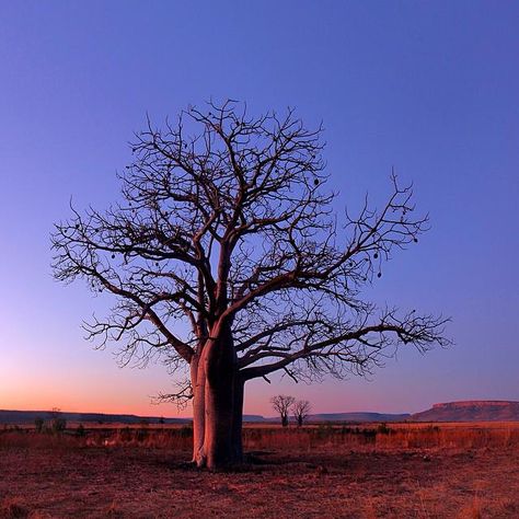 The Kimberley in @WestAustralia Boab Tree, Australia Landscape, Beach Art Painting, Baobab Tree, Australian Native Flowers, Native Flowers, Great Ocean Road, Australian Native, Tree Tattoo