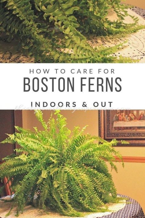 How to Care for Boston Ferns Indoors & Out - ThirtySomethingSuperMom Boston Fern Indoor, Fern House, Fern Planters, Water Ferns, Indoor Ferns, Potted Ferns, Ferns Care, Ferns Garden, Boston Fern