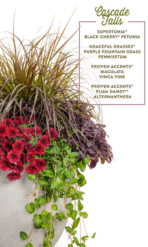 Purple Fountain Grass In Pots, Greenhouse Display, Purple Fountain Grass Container Planters, Patio Planter Ideas Plant Pots, Purple Fountain Grass Container, Art Creative Ideas, Red And Purple Flower Containers, Purple And Orange Flowers Garden, Shade Plants Container