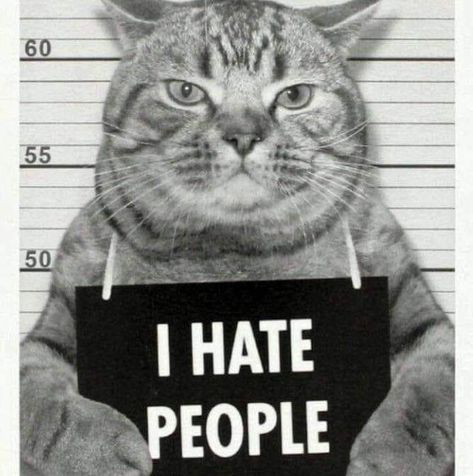 I Hate People, Hate People, A Cat, Funny, On Instagram, Instagram