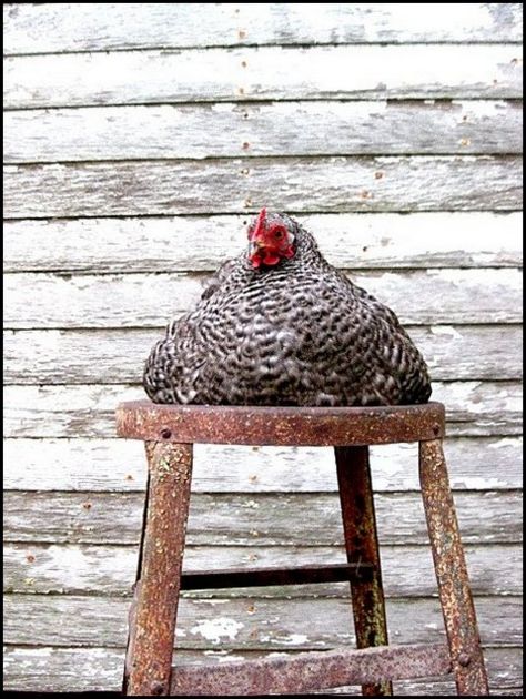 I love this big fat lazy chicken trying her best to cover the entire seat of a rusty stool.  via Pretty Chickens, Urban Chickens, Chickens And Roosters, Farms Living, Chicken Lovers, Raising Chickens, Fresh Eggs, A Chicken, Chickens Backyard