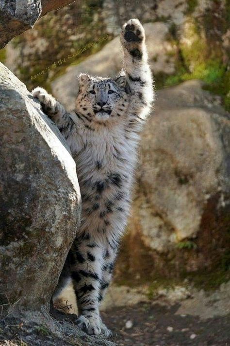 Leopard Kitten, Yoo Hoo, Leopard Cub, Exotic Cats, Crazy Man, Big Cat, Snow Leopard, Leopards, Beautiful Cats