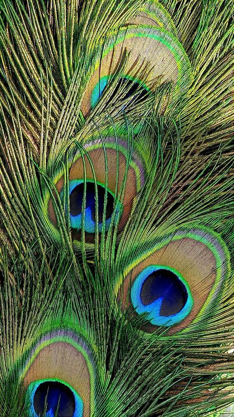 Peacock Feather Art, Rainy Wallpaper, Space Art Gallery, Hd Dp, Feather Wallpaper, Cute Black Wallpaper, Peacock Art, Lord Murugan, Krishna Wallpapers