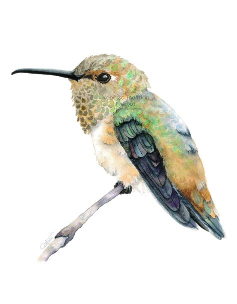 RUFOUS HUMMINGBIRD FINE ART PRINT WANT IT FRAMED? Click here to see framed print options: https://www.etsy.com/listing/1630994708/framed-hummingbird-art-rufous - Realistic and lifelike watercolor artwork by award winning artist. - The back of each print is hand-signed and dated by the artist for added authenticity. - Paper is 100% cotton, acid-free fine art paper. It is ultra-thick (300 grams) - you literally feel the quality!  - Inks: Archival, non-toxic inks, designed to stay vibrant for generations.  - Print Method: Giclée (the highest standard for fine art prints).  - Care: Keep art print away from direct sunlight to best preserve your artwork. - Branding: The final printed product will be free of any watermarks for a clean and beautiful presentation. - Shipping: Artwork is packaged in Hummingbird Painting Acrylic, Hummingbird Artwork, Rufous Hummingbird, Hummingbird Gifts, Hummingbird Painting, Hummingbird Art, Bird Artwork, Bird Lover, Watercolor Bird