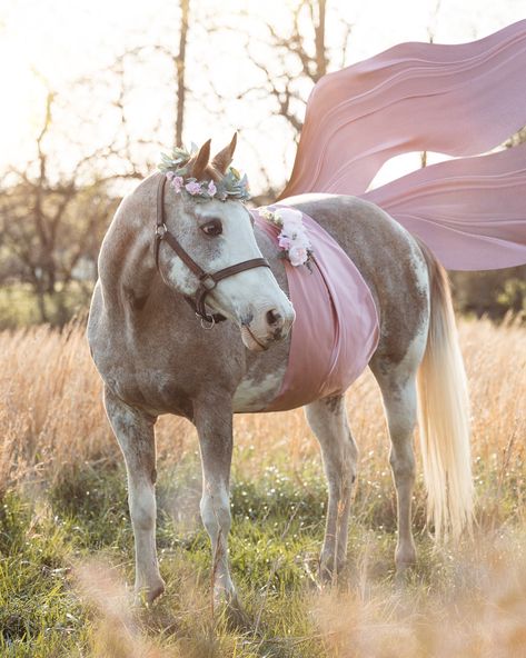 Horse Maternity Photoshoot, Horse Maternity Pictures, Horse Pregnancy Announcement, Maternity Photo With Horse, Maternity Photography With Horses, Pet Photography Poses, Pregnant Horse Photoshoot, Maternity Session With Horse, Pregnant Horse