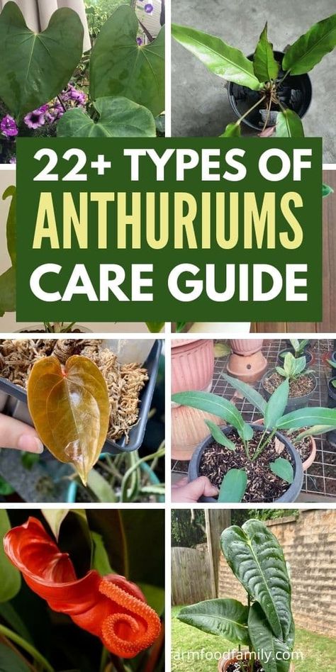 Anthuriums: 22 Types, Plant Care and Growing Guide (With Pictures) How To Take Care Of Anthurium Plant, Anthurium Plant Care, Anthurium Care, Flamingo Plant, Red Flamingo, Anthurium Plant, Flamingo Flower, Plant Hacks, Indoor Plant Care