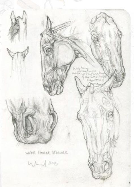 Horse Sketch Reference, Horse Anatomy Drawing Sketch, Horse Reference Drawing, Horse Anatomy Drawing, Animal Art Drawing Sketches, Horse Drawing Reference, Horses Anatomy, Horse Head Sketch, Horses Sketch