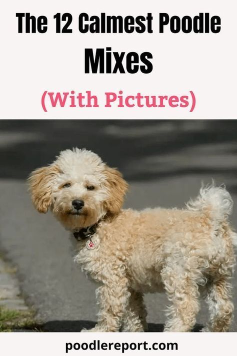 The 12 Calmest Poodle Mixes Poodle Mixed Breeds, Terrier Poodle Mix Dogs, Multipoo Hairstyles, Doodle Training, Shitzu Poodle Mix, Shitzu Poodle, Dangerous Foods For Dogs, Bichon Poodle Mix, Poodle Training