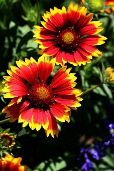 Indian Paint Brush, Indian Blanket Flower, Blanket Flower, Gardens Flowers, Felt Flowers Diy, Indian Blankets, Raining Outside, Favourite Flowers, Mexican Blanket