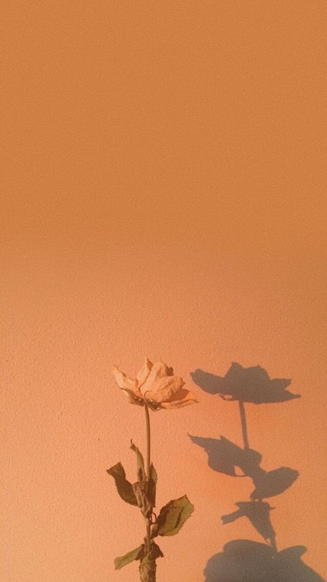 Burnt orange autumn Burnt Orange Wallpaper Iphone, Burnt Orange Wallpaper Aesthetic, Burnt Orange Background Aesthetic, Burnt Orange Aesthetic Wallpaper, Background Aesthetic Fall, Orange Background Aesthetic, Burnt Orange Aesthetic, Brown Aesthetic Collage, Burnt Orange Wallpaper