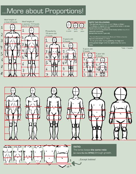 Proportions Guide by FOERVRAENGD.deviantart.com Understanding Anatomy, Anatomy Tutorial, Foto Tips, Anatomy Drawing, Poses References, Body Drawing, Anatomy Reference, The Human Body, Drawing Lessons