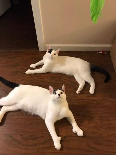 Meet Gyoza & Gnocchi: A Rescued Pair Of Polydactyl Cat Siblings Polydactyl Kitten, Cat Siblings, Polydactyl Cat, Cutest Babies Ever, Toe Beans, Exercise Wheel, Being Different, Foster Home, Better Half