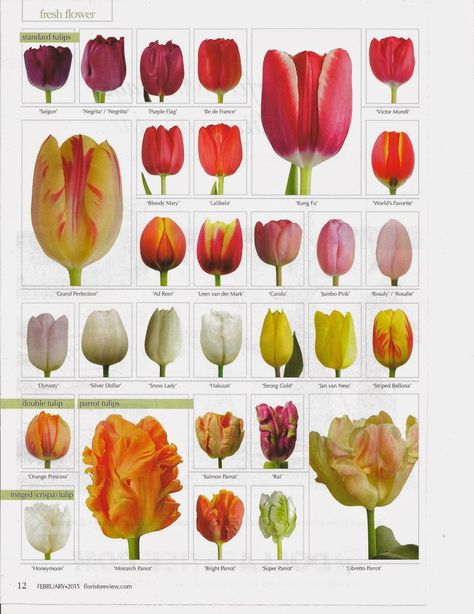 flower classroom: Tulips....Florists Review Magazine features this amamzing flower.... Flower Classroom, Types Of Tulips, Valentines Day Flowers, Tulips Art, Flower Guide, Tulips Garden, Flower Names, Tulips Flowers, Types Of Flowers