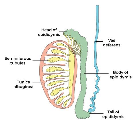 Male Reproductive System - Structure and Functions - GeeksforGeeks Software Design Patterns, Theory Of Computation, Bubble Sort, Male Reproductive System, Binary Tree, Java Tutorial, Student Midwife, Study Stuff, Structure And Function