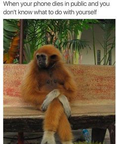 This is truly the most alone you can be. Like & Repin thx. Follow Noelito Flow instagram http://www.instagram.com/noelitoflow Cele Mai Drăguțe Animale, Orang Utan, Funny Animal Photos, Hot Lingerie, A Monkey, Primates, Sweet Animals, Animal Photo, Animals Friends