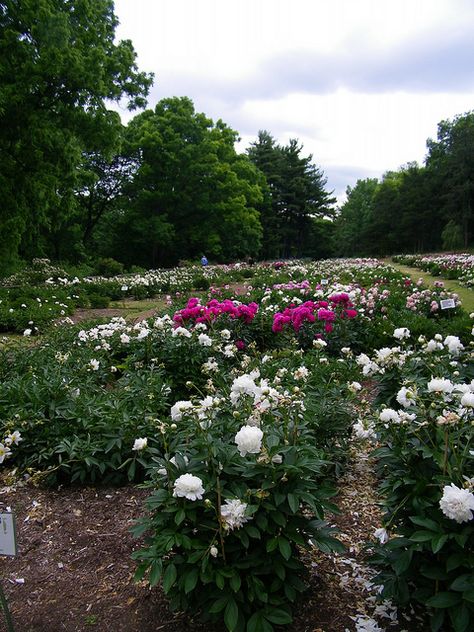 Another Beautiful Day at the Peony Gardens at the Nichols Arboretum (University of Michigan, Ann Arbor) Nichols Arboretum Michigan, Eastern Michigan University, Eastern Michigan, Ann Arbor Michigan, Peonies Garden, Go Blue, University Of Michigan, Ann Arbor, Photo Location