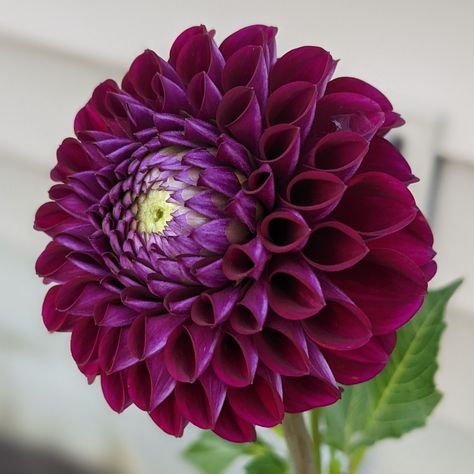 Dark Plum Ball Dahlia Dark Purple Dahlia, Dahlia Combinations, Acer Garden, Dark Dahlia, Flowers Reference, Dalia Flower, Purple Dahlias, Ball Dahlia, Deep Purple Flowers