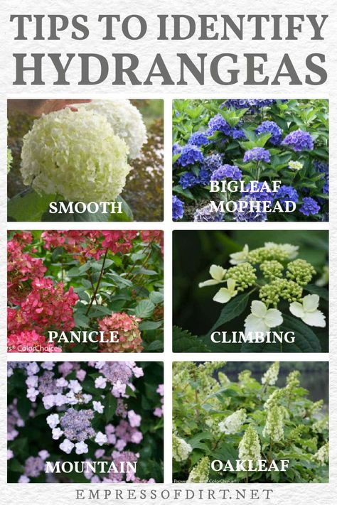 How to Identify Types of Hydrangeas (& Know When To Prune) | Empress of Dirt Double Wide Landscaping, How To Prune Hydrangeas Spring, Pruning Hydrangeas When To, When To Plant Hydrangeas In Ground, How To Prune Hydrangeas, Front Yard Island Landscaping, Hydrangea Landscaping Ideas, Pruning Endless Summer Hydrangeas, Hydrangea Pruning