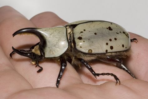 Rhino Beetle, Hercules Beetle, Cool Bugs, Stag Beetle, Beautiful Bugs, Creepy Crawlies, Arthropods, Little Critter, Arachnids