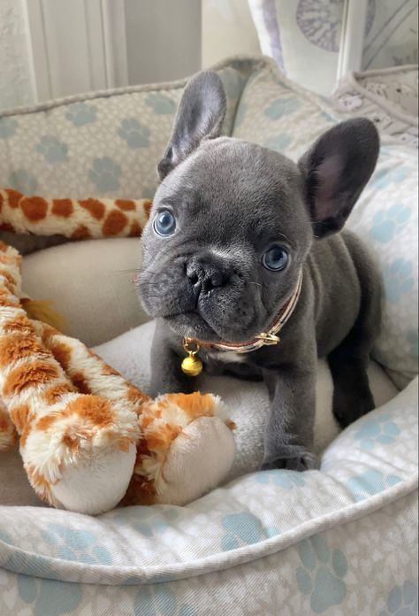 Frenchie Dog, Grey Frenchie Puppy, Frenchies Puppies, Frenchies Aesthetic, Two French Bulldogs, Aesthetic French Bulldog, Silver French Bulldog, Cute Bulldog Puppies, Very Cute Puppies