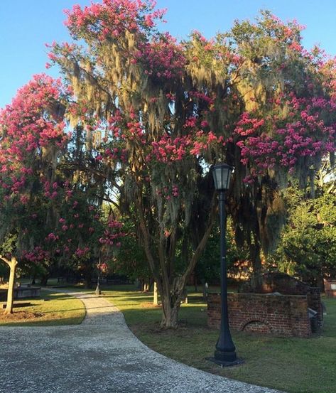 📍Colonial Park Cemetery. ————- ? Cemetery, Savannah, Savannah Chat