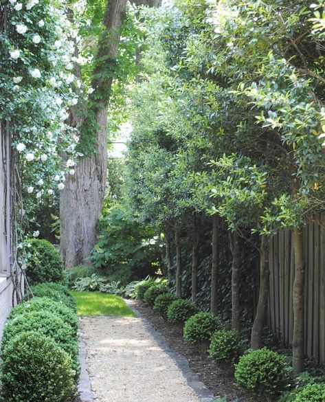 Design the Best Beautiful and Stunning Boxwood Garden Now #garden #boxwood #boxwoods #boxwoodgarden #yard #yardandgarden #inspo #inspiration #farmhouse #plants #gardendecor #homeinspiration #oldfarmhouse #whitefarmhouse #farmhousegarden Pretty Pathways, Designing Gardens, Side Gardens, Backyard Landscapes, Gravel Pathway, Boxwood Garden, Gravel Landscaping, Decomposed Granite, Indian Creek