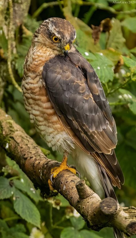 Sparrowhawk Owl Pictures, Japanese Demon Tattoo, Rare Animals, Japanese Demon, Marauders Era, Sparrowhawk, Wildlife Nature, Demon Tattoo, Wildlife Animals