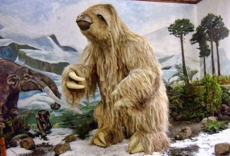 In San Ramón, 15-foot-tall ground sloths once roamed. The likeness of one has been erected in the Museum of San Ramón. Giant Sloth, Ground Sloth, Three Toed Sloth, Wildlife Day, Giant Animals, Animal Adaptations, Animal Conservation, Jurassic World Dinosaurs, Kitten Care