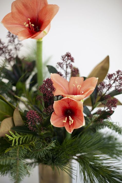 Amaryllis Arrangement, Amaryllis Christmas, Christmas Floral Designs, Christmas Tables, Floral Styling, Amaryllis Flowers, Holiday 2024, Winter Bouquet, Christmas Flowers