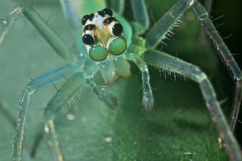 Translucent jumping spider (Lyssomanes sp.), via Flickr. Huge Spiders, Types Of Spiders, Spider Species, Night Hiking, Jumping Spider, Cool Bugs, Deep Forest, Arthropods, Creepy Crawlies