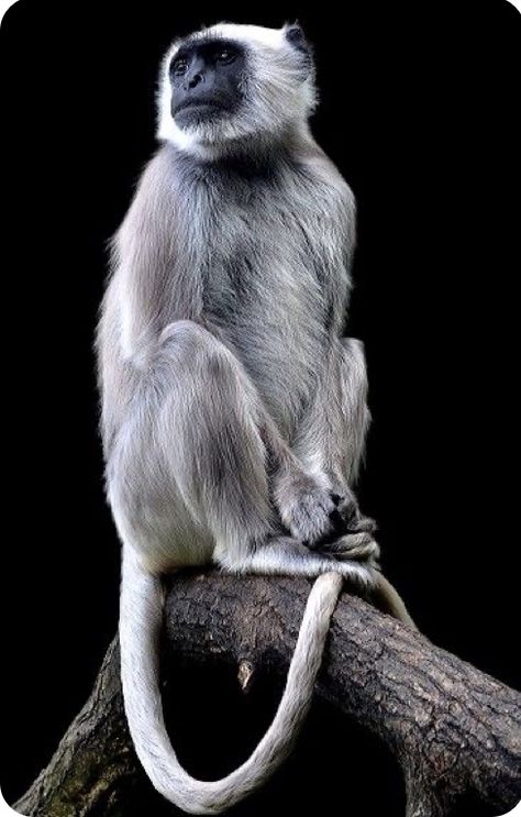 Langur Monkey, Rhesus Macaque, Monkey Species, Research Facility, Temple Bells, Animal Home, Monkey Art, Pet Monkey, Animal Species