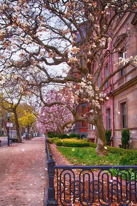 Shop #BackBay #BostonArt for home & office by Joann Vitalihttps://joannvitali.com/featured/commonwealth-ave-in-spring-back-bay-boston-joann-vitali.html @NewEnglandInfo @VisitMa #Interiordesign Boston Back Bay, Boston Aesthetic, Oversized Art Print, Skyline Landscape, Boston Wall Art, Boston Art, Living In Boston, Autumn In New York, Hang Art